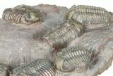 Cluster Of Six Colorful Austerops Trilobites - Jorf Morocco #362872-5